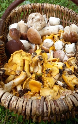 Korb Michael 3.8.23 Korb Michael 3.8.23