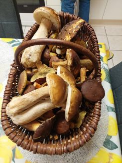 Korb voller Pilze; Foto Oliver 10.11.25