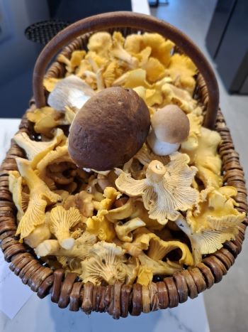 Herrlicher Korb mit Pfifferlingen und Steinpilzen; Foto Onno 29.7.25