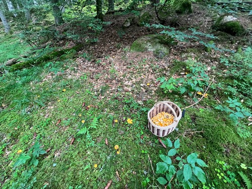 Korb Pfifferlingsplatz Oliver 7.8.23 Korb Pfifferlingsplatz Oliver 7.8.23