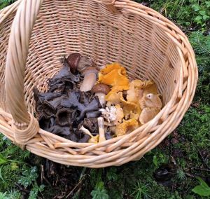 Blick in Philipps Korb mit Herbsttrompeten; Foto Philipp 29.7.25
