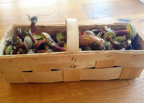 Korb mit Rotfußröhrlingen und Flockenstieligem Hexenröhrling; Foto Yasmin 8.8.25
