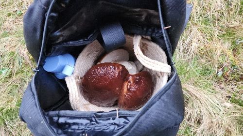 Steinpilze im Korb im Rucksack; Foto Florian 25.10.26 Steinpilze im Korb im Rucksack; Foto Florian 25.10.26
