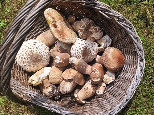 Korb mit Sommersteinpilzen und Parasolen; Foto Zlatka 14.6.25