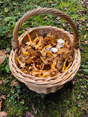 Ein ganzes Körbchen voller Starkduftender Leistlinge; Foto Philipp 12.10.25 Ein ganzes Körbchen voller Starkduftender Leistlinge; Foto Philipp 12.10.25