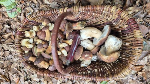 Korb mit Steinpilzen und Maronenröhrlingen; Foto Tim 3.10.25 Korb mit Steinpilzen und Maronenröhrlingen; Foto Tim 3.10.25