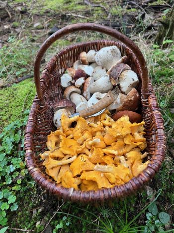 Korb mit Steinpilzen und Pfifferlingen aus dem Hochschwarzwald; Foto Heiko 11.9.25