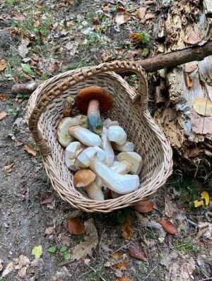 Schöne Steinpilze im Korb; Foto Tobias 19.10.25 Schöne Steinpilze im Korb; Foto Tobias 19.10.25