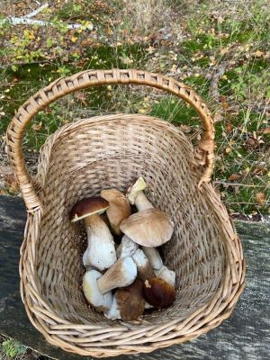 Korb mit Steinpilzen; Foto Tobias 21.10.25 Korb mit Steinpilzen; Foto Tobias 21.10.25