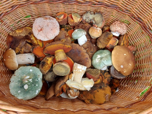 Korb Sylke 13.8.23 Korb Sylke 13.8.23