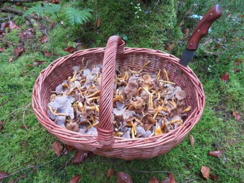 Korb mit Trompetenpfifferlingen; Foto Michael 12.11.25