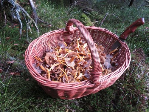 Korb mit Trompetenpfifferlingen; Foto Michael 15.11.25 Korb mit Trompetenpfifferlingen; Foto Michael 15.11.25
