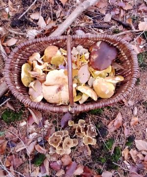 Pilzkorb und Trompetenpfifferlinge; Foto Oliver 5.11.25