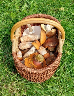 Zwischenstand im Korb; Foto Martin 30.9.23 Zwischenstand im Korb; Foto Martin 30.9.23