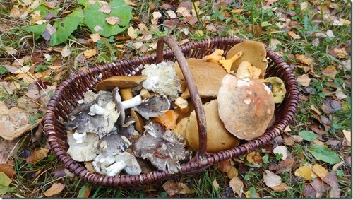 Korb mit Schwarzfaserigen Ritterlingen; Foto Hermann 15.11.23