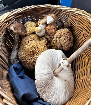 Korbbild mit großem Parasol; Foto Armin 31.8.26 Korbbild mit großem Parasol; Foto Armin 31.8.26