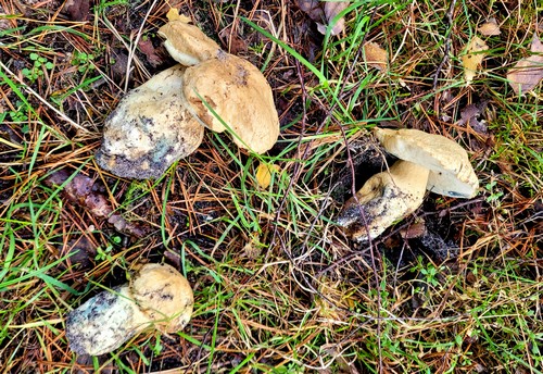 Drei Kornblumenröhrlinge; Foto Verena 19.10.23 Drei Kornblumenröhrlinge; Foto Verena 19.10.23