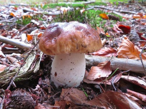 Kräftiger Steinpilz; Foto Michael 17.10.25 Kräftiger Steinpilz; Foto Michael 17.10.25