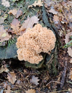 Schöne Krause Glucke; Foto Frank 29.10.23