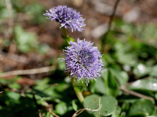 Kugelblumen; Foto Baeri 28.9.25