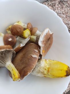 Kuhmäuler auf Teller; Foto Heidrun 10.9.25