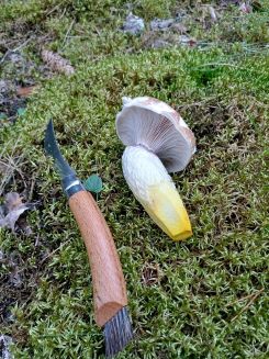 Kuhmaul und Pilzmesser; Foto Heidrun 10.9.25