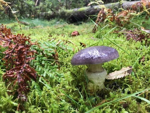 Kuhmaul Ines 4.10.22 Kuhmaul Ines 4.10.22