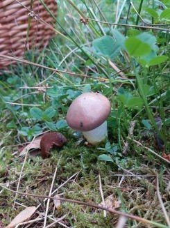 Kuhmaul; Foto Martin 18.9.26