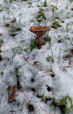 Kuhmaul im Schnee; Foto Martin 25.10.26