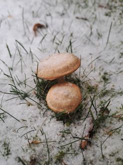 Späte Kuhröhrlinge; Foto Mario 31.12.25 Späte Kuhröhrlinge; Foto Mario 31.12.25