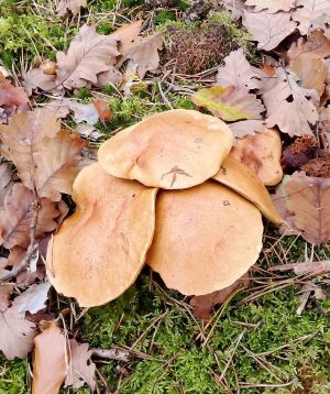 Kuhröhrlinge; Foto Oliver 31.10.25 Kuhröhrlinge; Foto Oliver 31.10.25