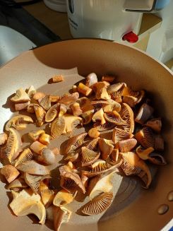 Kupferrote Gelbfuesse vor dem Bratgen; Foto Heidrun 24.9.25