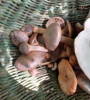 Kupferrote Gelbfüße im Korb; Foto Heidrun 24.9.25