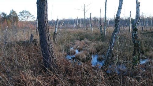 Land unter im Pilzrevier; Foto Christine 22.1.25