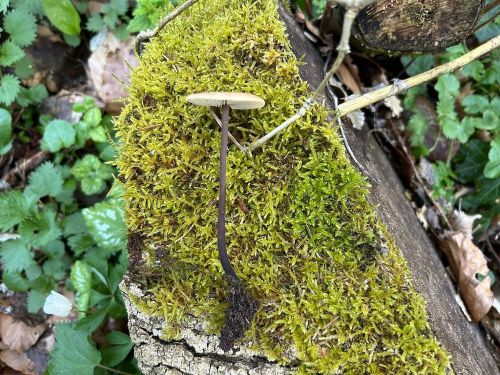 Langstieliger Knoblauchschwindling; Foto Michael 1.4.26