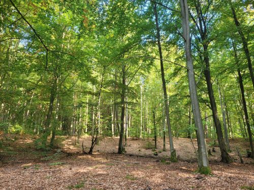 Das Suchgebiet war ein Laubwald; Foto Verena 4.10.26 Das Suchgebiet war ein Laubwald; Foto Verena 4.10.26