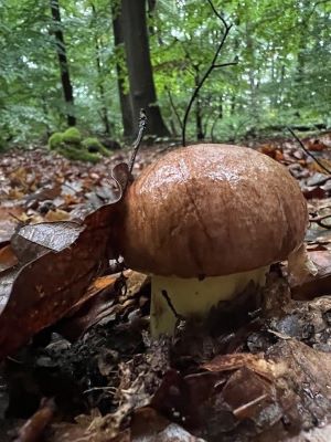 Geschützter Laubwaldanhängselröhrling; Foto Heiko 25.9.25