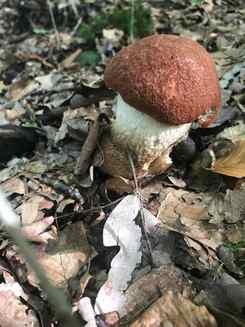 Laubwaldrotkappe; Foto © Christine 11.10.23 Laubwaldrotkappe; Foto © Christine 11.10.23