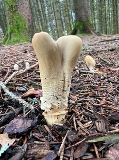Ledergelbes Pustelkeulchen 2; Foto Heiko 30.10.23