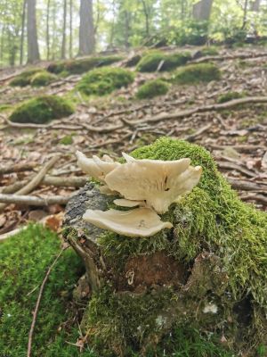 Lungenseitlinge; Foto Corinna 2.7.24