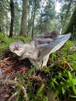 Märzellerling; Foto Heiko 13.2.26