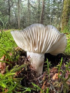 Märzellerling mit hochgeschlagenem Hut und Lamellenbild; Foto Heiko 13.2.26