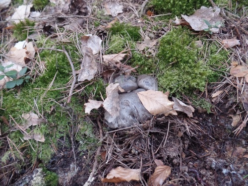 Märzschnecklinge; Foto Jürgen 15.3.24 Märzschnecklinge; Foto Jürgen 15.3.24