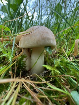 Schöne große Maipilze; Foto Heiko 24.3.24 Schöne große Maipilze; Foto Heiko 24.3.24