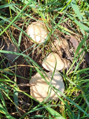 Erste Maipilze 2026; Foto Arno 26.3.26