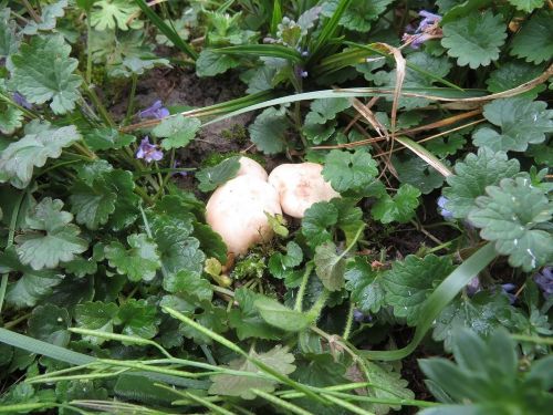 Maipilze, Gundermann; Foto Michael 14.4.26