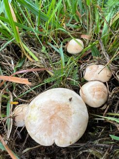 Maipilze im Gras; Foto Heiko 14.4.26