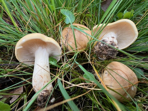 Maipilze; Foto Heiko 24.3.24 Maipilze; Foto Heiko 24.3.24