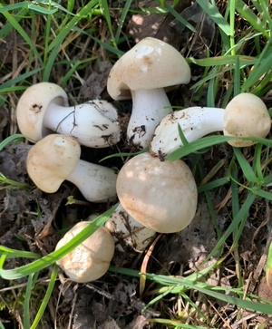 Maipilze; Foto Ingeborg 6.4.24 Maipilze; Foto Ingeborg 6.4.24