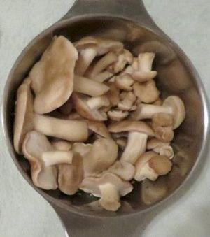 Maipilzfund; Foto Michael 14.4.26